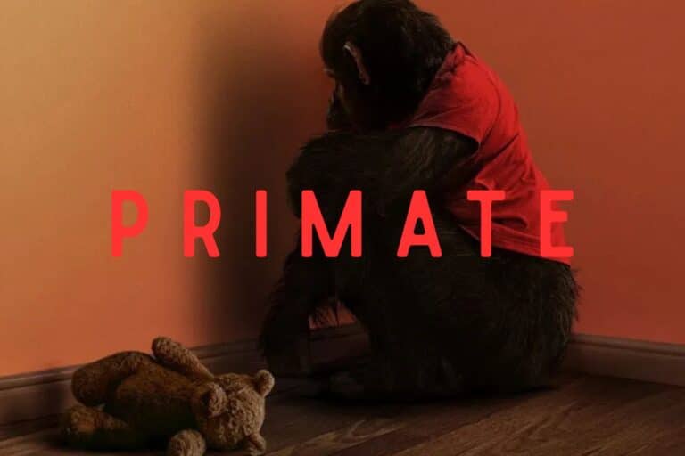 Singe vêtu, assis près d'une peluche.