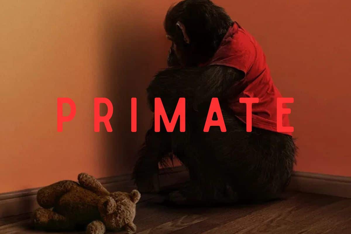 Singe vêtu, assis près d'une peluche.