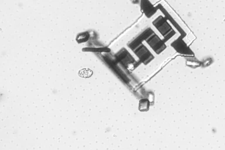 Microrobot sous microscope noir et blanc.